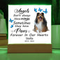Sheltie Memorial Square Acrylic Sign Plaque